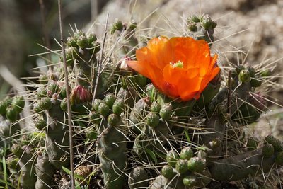 Austrocylindropuntia verschaffeltii RB3132 - RP307,  Abra El Infiernillo, nördl. Tafi del Valle, Tucuman 2710m