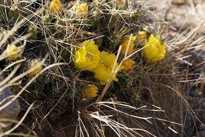 Cumulopuntia boliviana RB3136 - RP307, nördl. Abra El Infiernillo, Tucuman 2940m