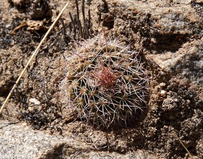 Parodia microsperma lembckei RB3137 - RP307, nördl. Abra El Infiernillo, Tucuman 2925m