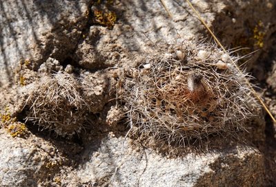 Parodia microsperma lembckei RB3137 - RP307, nördl. Abra El Infiernillo, Tucuman 2925m