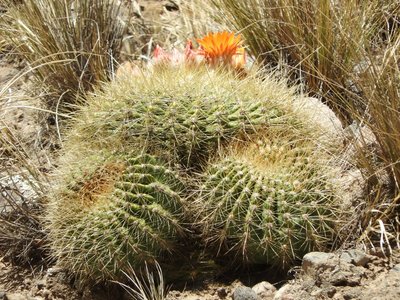 Lobivia formosa amaichensis RB3133 - RP307, Abra El Infiernillo, Tucuman 3005m