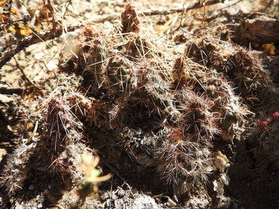 Tunilla corrugata RB3135 - RP307, nördl. Abra El Infiernillo, Tucuman 2940m