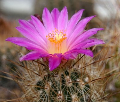 1167-2081-2016-05-0.jpg (111.06 KiB) 15315 mal betrachtet Thelocactus hastifer
