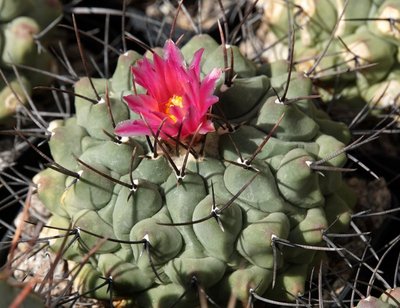 Thelocactus phymatothelos