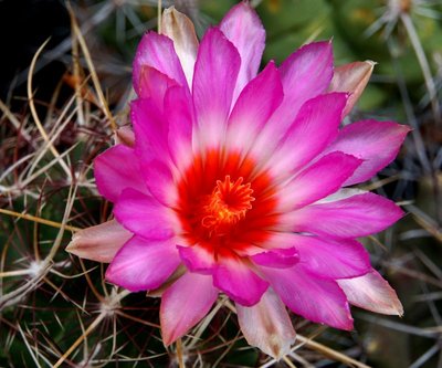 Thelocactus bicolor wagnerianus