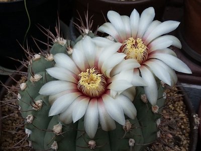 Gymnocalycium ochoterenae 2016-1.jpg (172.57 KiB) 16284 mal betrachtet Gymnocalycium ochoterenae