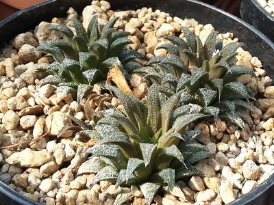 Haworthia parksiana 2016-3