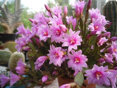 Hatiora rosea 2014-2.JPG (159.18 KiB) 11686 mal betrachtet Hatiora rosea Blüten 2014