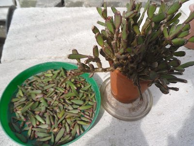 Hatiora rosea, Blattfall April 2015-1.JPG (196.33 KiB) 11686 mal betrachtet Hatiora rosea Blattfall April 2015