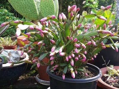 Hatiora rosea 2016-1.jpg (278.59 KiB) 11686 mal betrachtet Hatiora rosea Knospen 2016