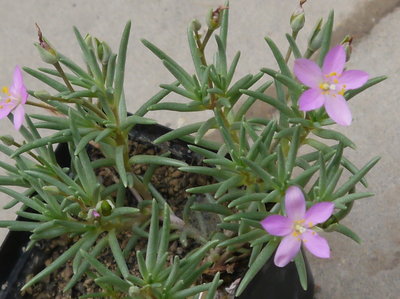 Talinum_spec_blue006.jpg (680.01 KiB) 17595 mal betrachtet Talinum spec.