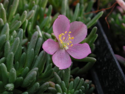 Talinum_sediforme.jpg (197.05 KiB) 17091 mal betrachtet Talinum sediforme