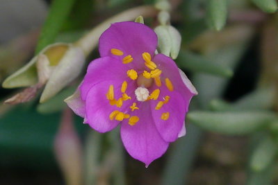 Talinum_spec_blue001.jpg (252.16 KiB) 17595 mal betrachtet Talinum spec, Blüte öffnet sich gerade