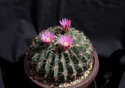 Feroc_grandiflorus_ 1983__10050_6637.jpg
