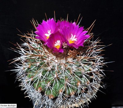 Gymnocactus horripilus