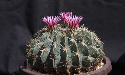 Feroc_grandiflorus_ 1983_10050_6614.jpg