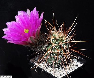 echinocereus (5).JPG