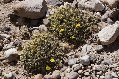 Cumulopuntia boliviana RB3142 - RP307, nördl. Abra El Infiernillo, Tucuman 2910m