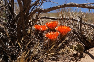 Acanthocalycium variiflorum RB3146 - RP307, Amaicha del Valle nach El Infiernillo, Tucuman 2880m