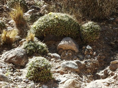 Cumulopuntia boliviana RB3142 - RP307, nördl. Abra El Infiernillo, Tucuman 2910m