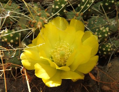 Cumulopuntia boliviana RB3142 - RP307, nördl. Abra El Infiernillo, Tucuman 2910m