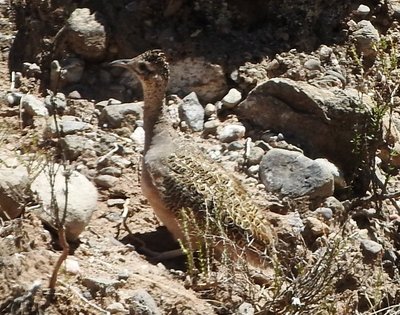 Andensteißhuhn - Nothoprocta pentlandii