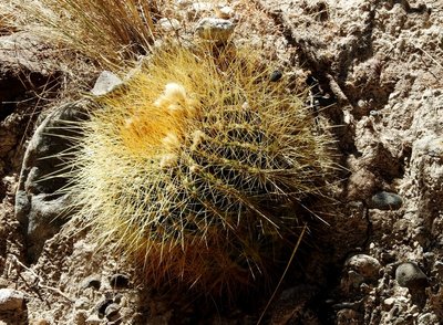 Lobivia formosa amaichensis RB3143 - RP307, nördl. Abra El Infiernillo, Tucuman 2910m