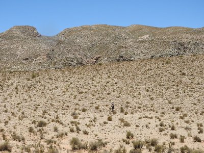 auf der Suche nach Acanthocalycien