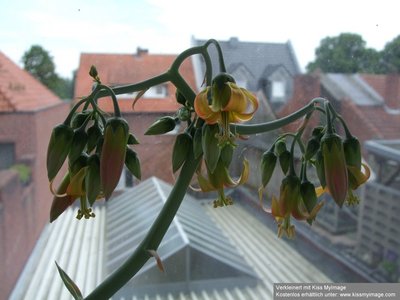 Cotyledon sp_klein.jpg