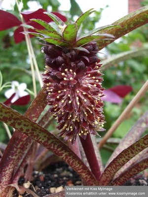 Eucomis vandermerwei_klein.jpg