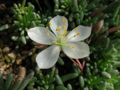 Talinum_sediforme_weiss.jpg (712.05 KiB) 17041 mal betrachtet Talinum sediforme