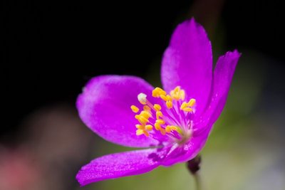 WB20130721 131821, Talinum calycinum.jpg