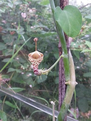 Ceropegia haygarthii 2016-1.jpg (188.83 KiB) 21120 mal betrachtet Ceropegia haygarthii