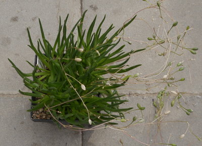 Talinum_multiflorum003.jpg (557.83 KiB) 17488 mal betrachtet Talinum multiflorum (?)