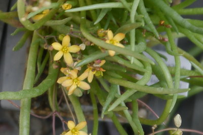 Talinum_multiflorum018.jpg (467.84 KiB) 17488 mal betrachtet Talinum multiflorum (?)