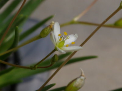 Talinum_napiforme001.jpg (583.47 KiB) 17488 mal betrachtet Talinum napiforme(?)
