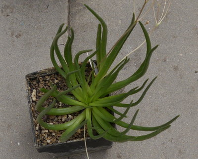 Talinum_napiforme004.jpg (696.7 KiB) 17179 mal betrachtet Talinum napiforme(?)