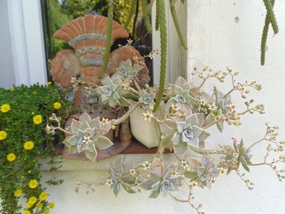 Graptopetalum paraguayense 2015-11.JPG