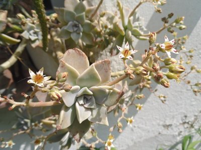 Graptopetalum paraguayense 2015-15.JPG