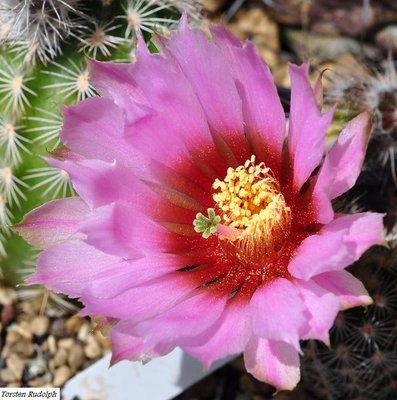 Eccer. fitchii var. albertii, Alice Co.,Texas