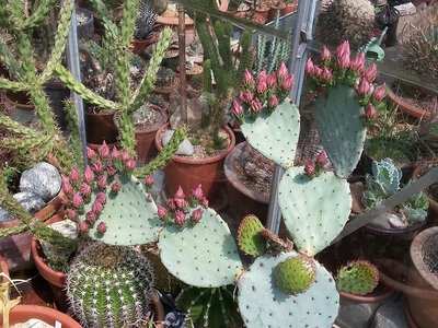 Opuntia azurea 2016-2.jpg (317.35 KiB) 16878 mal betrachtet Opuntia azurea Knospen 2016-1