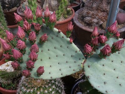 Opuntia azurea 2016-3.jpg (254.28 KiB) 16878 mal betrachtet Opuntia azurea Knospen 2016-2