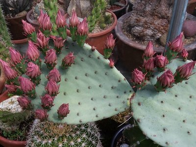 Opuntia azurea Knospen 2016-2