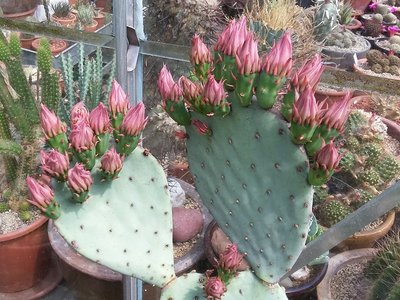 Opuntia azurea Knospen 2016-3