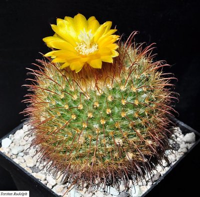 Parodia mutabilis