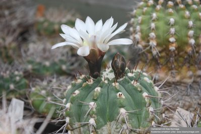 G.castellanosii ssp bozsingianum BKS 76_klein.jpg