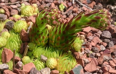 DSC_5807.JPG (192.2 KiB) 11386 mal betrachtet Jovibarba ist auch dabei