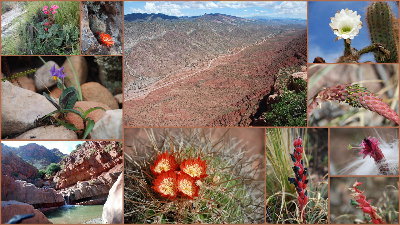 Collage von Zentralbolivien mit der Region Sucre, Tarabuco, Camargo... nicht nur Kakteen sondern auch Puya, Begonia, Wasserfälle zum Vortrag von Steffen Janke