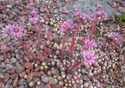 DSC_5808.JPG (228.53 KiB) 11386 mal betrachtet einige blühen auch schon