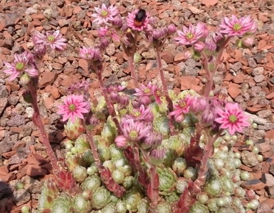 DSC_5809.JPG (248.34 KiB) 11386 mal betrachtet mit Bestäuber ;)